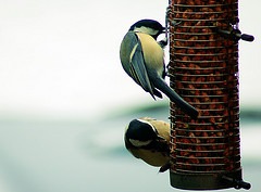 I bet you didn't know these birds where called tits, did you!